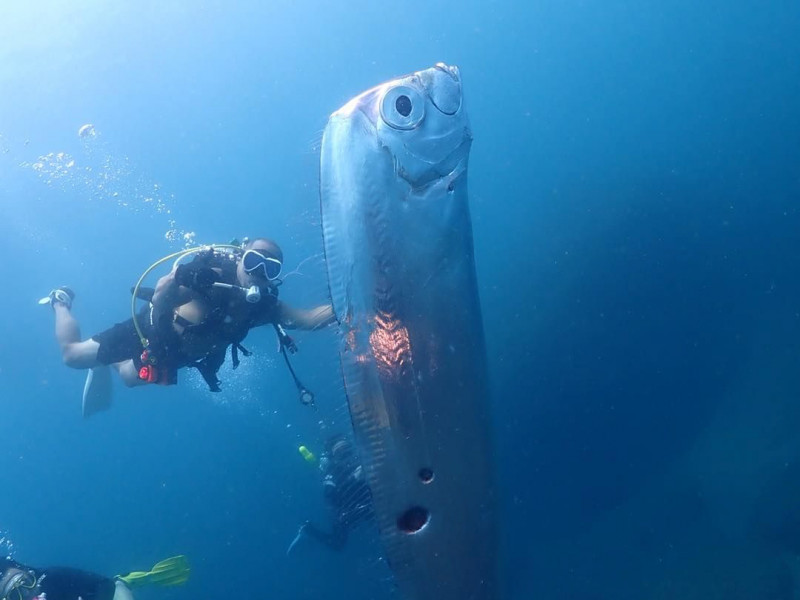 Divers swim with huge eathquake-heralding oarfish with bizarre holes in its body