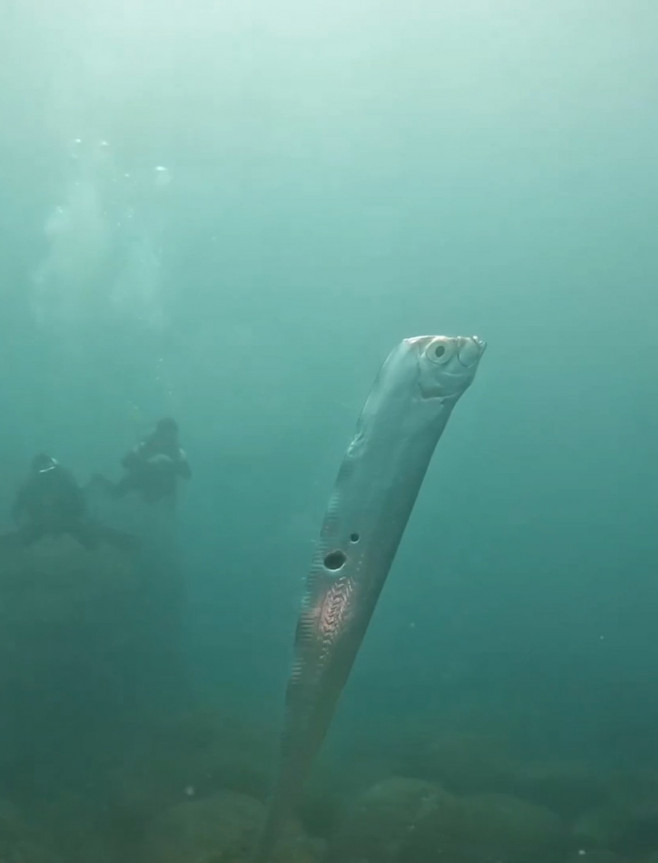 Divers swim with huge eathquake-heralding oarfish with bizarre holes in its body