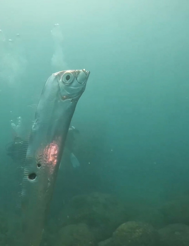 Divers swim with huge eathquake-heralding oarfish with bizarre holes in its body