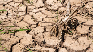 pamant uscat, crapat din cauza caldurii, secetei, cu o rădăcină de porumb uscată din cauza căldurii