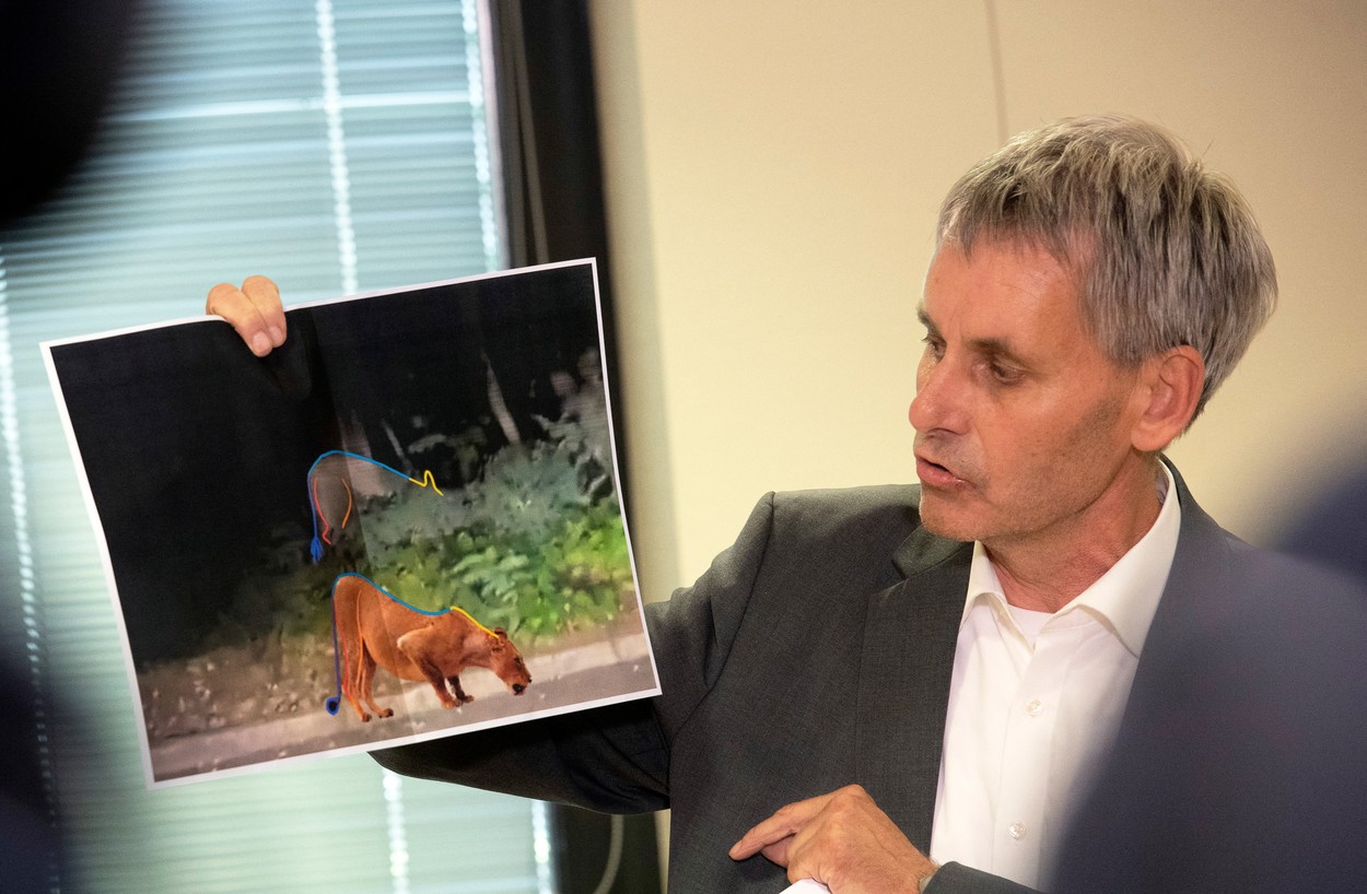 După ce au căutat o zi întreagă, polițiștii din Berlin au ajuns la concluzia că „leoaica” scăpată pe străzi era un porc mistreț