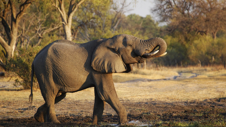 un elefant merge prin natură, are capul ridicat și un picior în apă