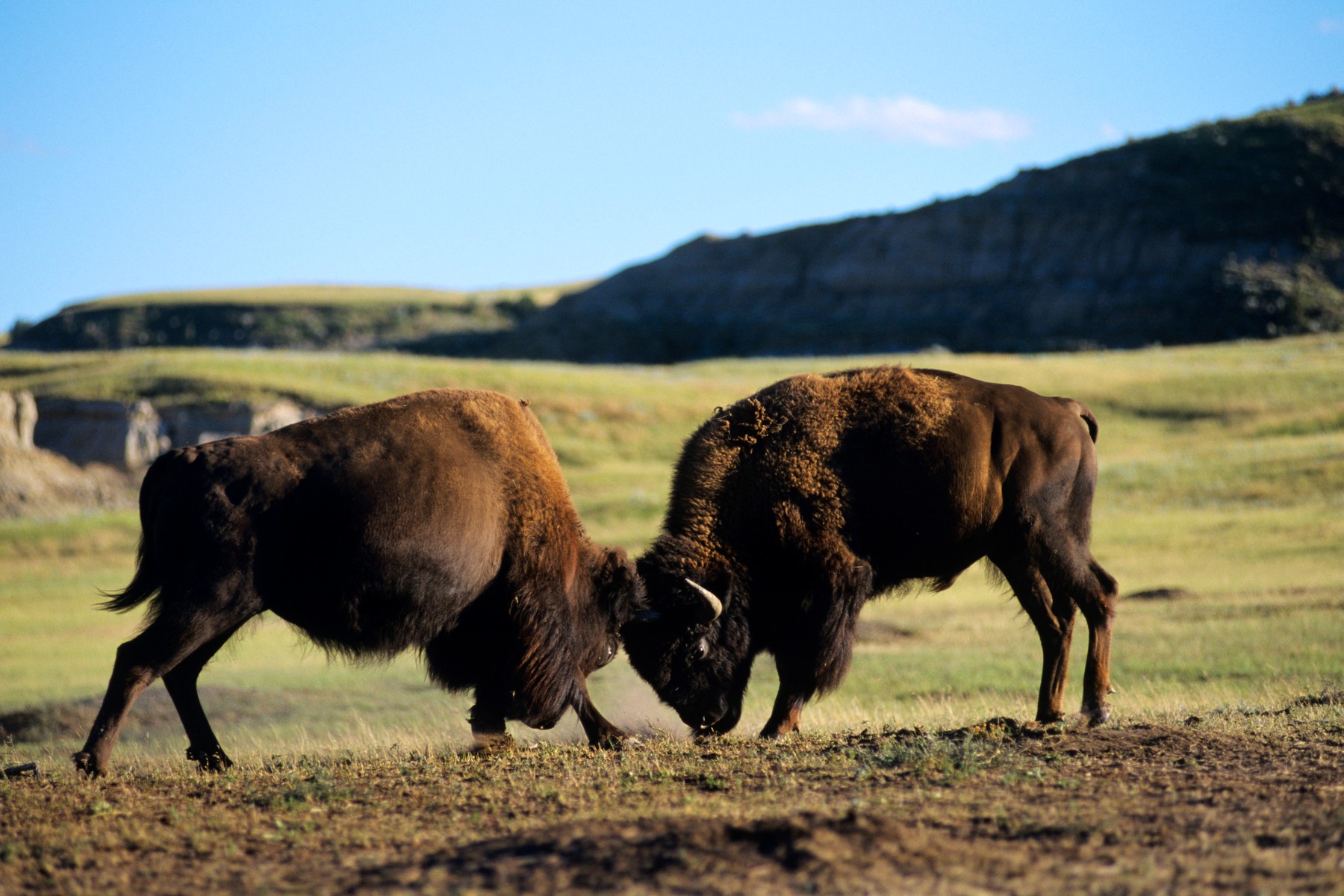 O femeie a fost atacată violent de un bizon în Parcul Yellowstone chiar când iubitul ei încerca să o ceară în căsătorie