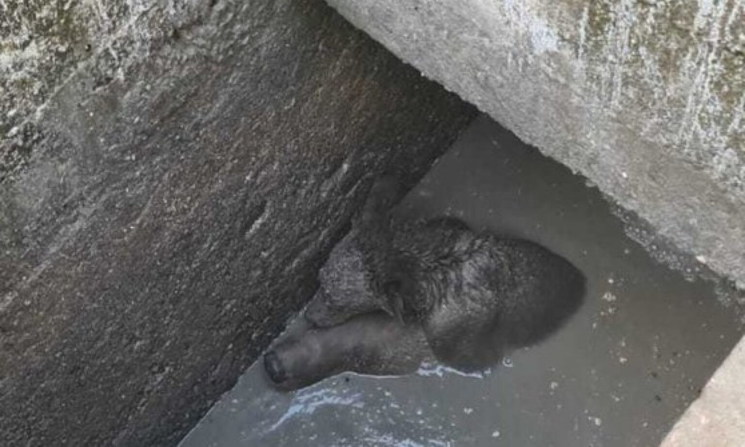 Cum a încercat o ursoaică căzută într-o fosă septică să-și salveze puiul: L-a ținut pe creștet până la venirea pompierilor
