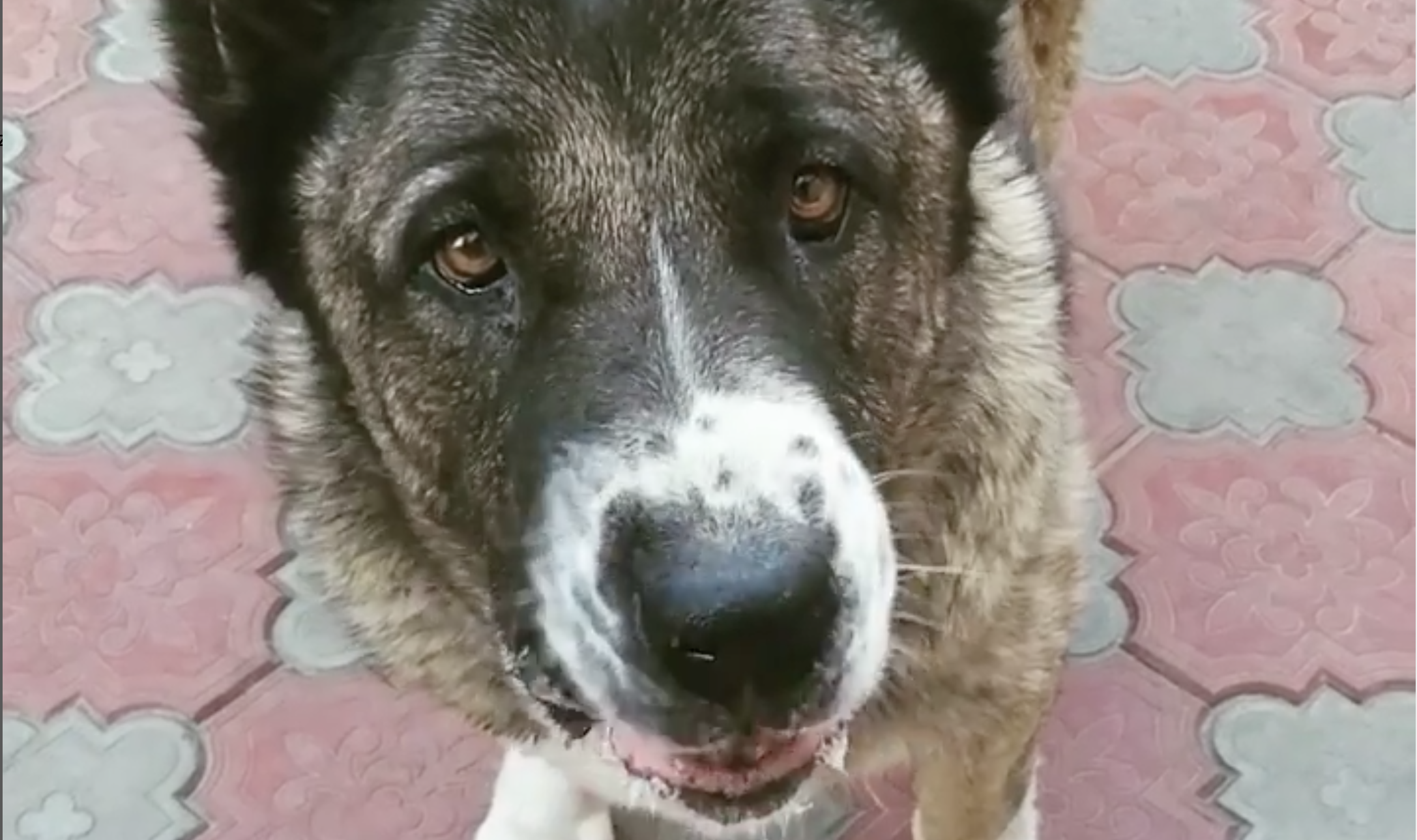 Sfâșietor: Un câine face atac de panică în timpul bombardamentelor rusești de la Odesa. Stăpâna încearcă în zadar să-l liniștească