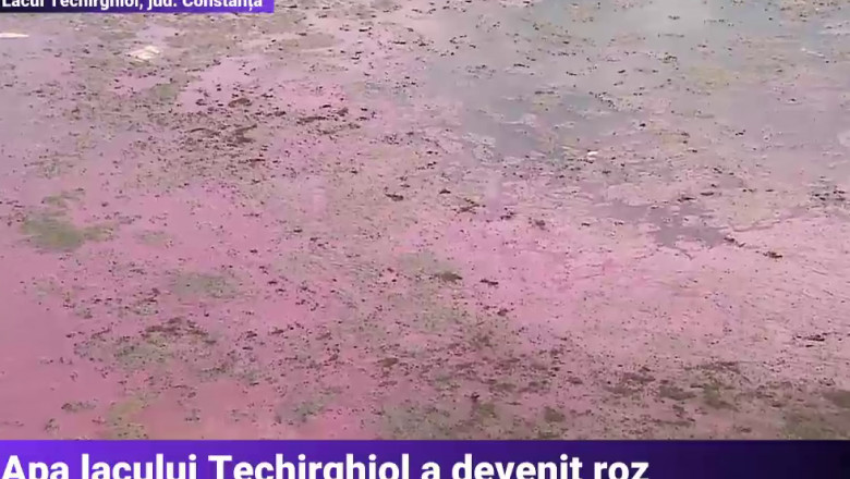 lacul techirghiol a devenit roz