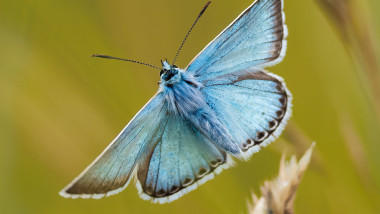 un fluture bleu pe un fundal ocru