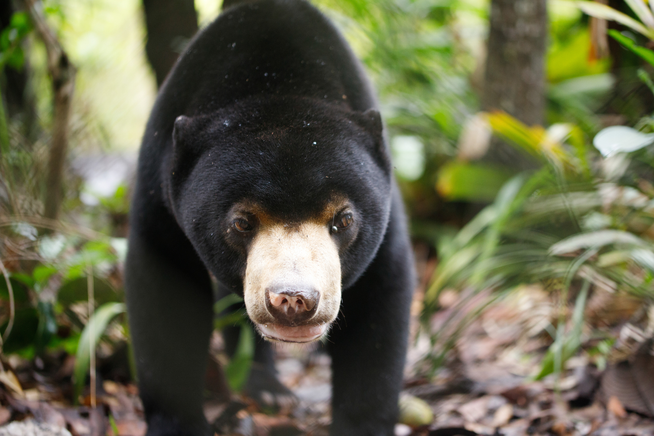 O grădină zoologică din China a fost acuzată că a îmbrăcat oameni în blană de urs ca să atragă vizitatori