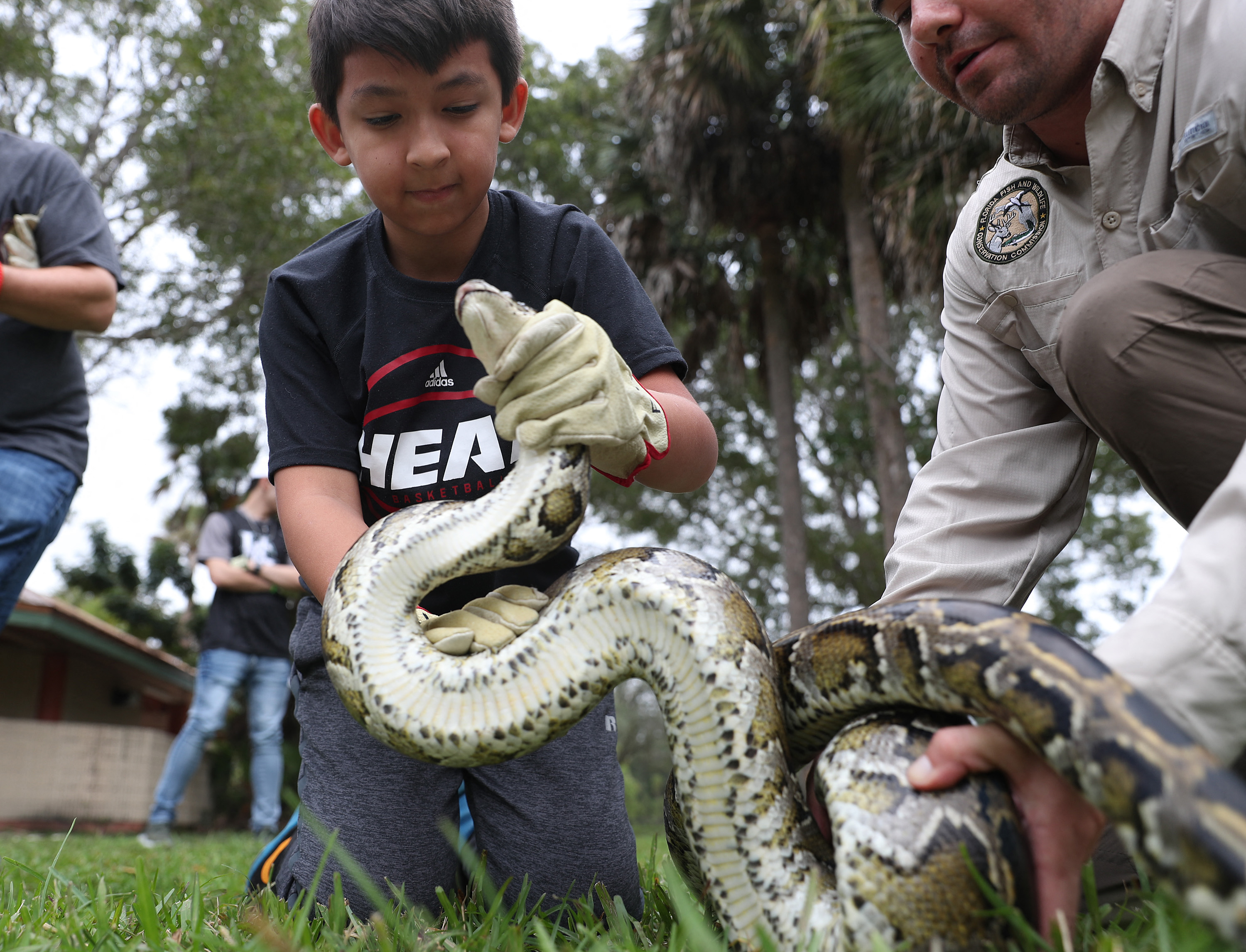 „Unii pot devora chiar și un aligator”. Concurs bizar în Florida. Mii de oameni din toată lumea s-au adunat pentru a ucide pitoni