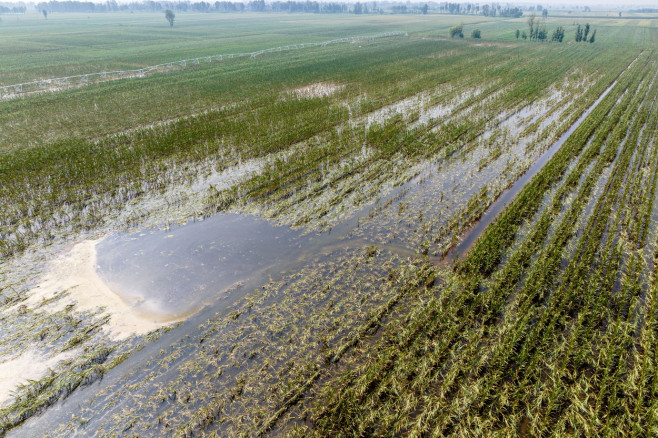 China: Autumn Grain Corn Flooded in Xinxiang, China