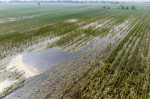 China: Autumn Grain Corn Flooded in Xinxiang, China