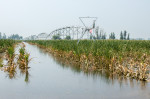 China: Autumn Grain Corn Flooded in Xinxiang, China