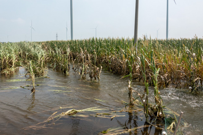 China: Autumn Grain Corn Flooded in Xinxiang, China