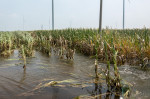 China: Autumn Grain Corn Flooded in Xinxiang, China