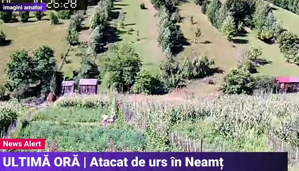 Momente de panică în Neamț. Un bărbat, rănit grav după ce a fost atacat de un urs. Animalul a fost ucis de un vânător