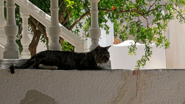 Cat in shade on a whitewashed wall, Tilos island, Dodecanese island group. Taken July 2023