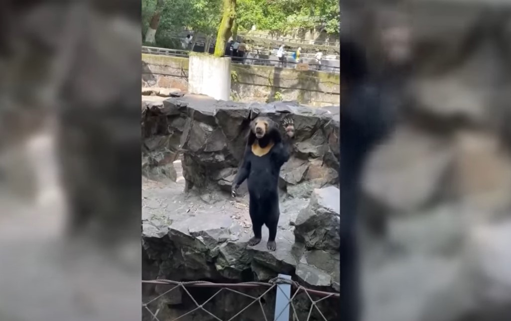 E om sau urs? Milioane de oameni nu au aflat răspunsul la această întrebare după imaginile virale de la o grădină zoologică din China