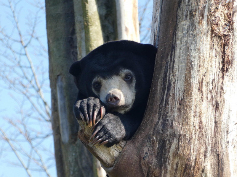 A sun bear resting up a tree