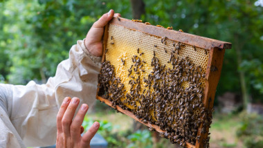 fagure de miere cu albine pe el, ținut în măini de un apicultor