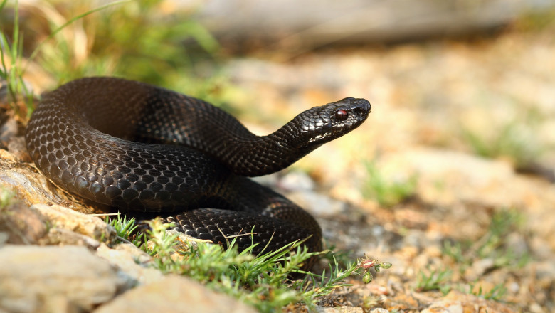 vipera neagra