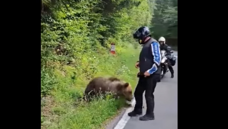 Momentul în care un motociclist se oprește să hrănească un urs pe Transfăgărășan și scapă la limită de un atac