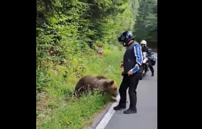 Momentul în care un motociclist se oprește să hrănească un urs pe Transfăgărășan și scapă la limită de un atac