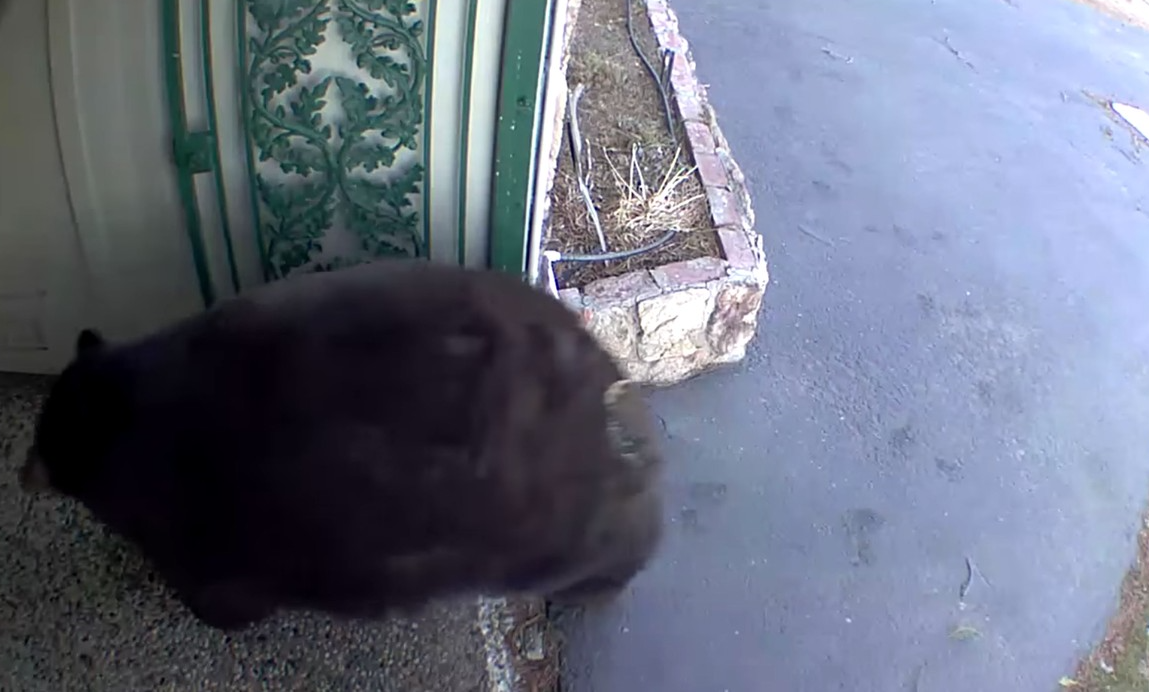 Hank the Tank: Un urs care intra în locuințe ca să fure mâncare, capturat în California