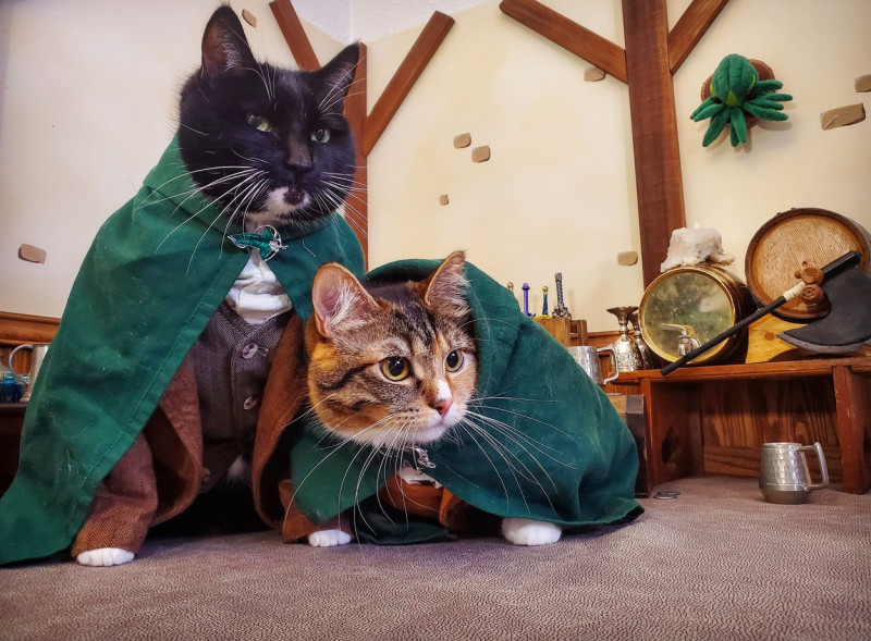 CATS IN COSPLAY