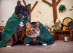 CATS IN COSPLAY