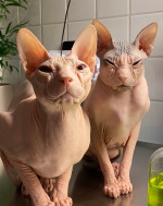 SPHYNX ANGRY CAT