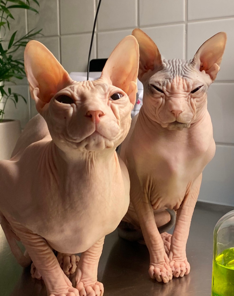 SPHYNX ANGRY CAT
