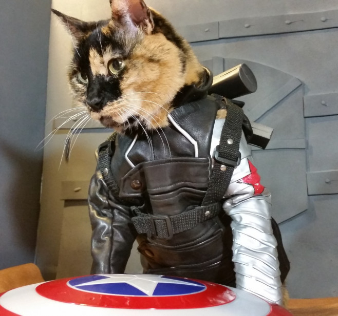 CATS IN COSPLAY