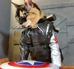 CATS IN COSPLAY