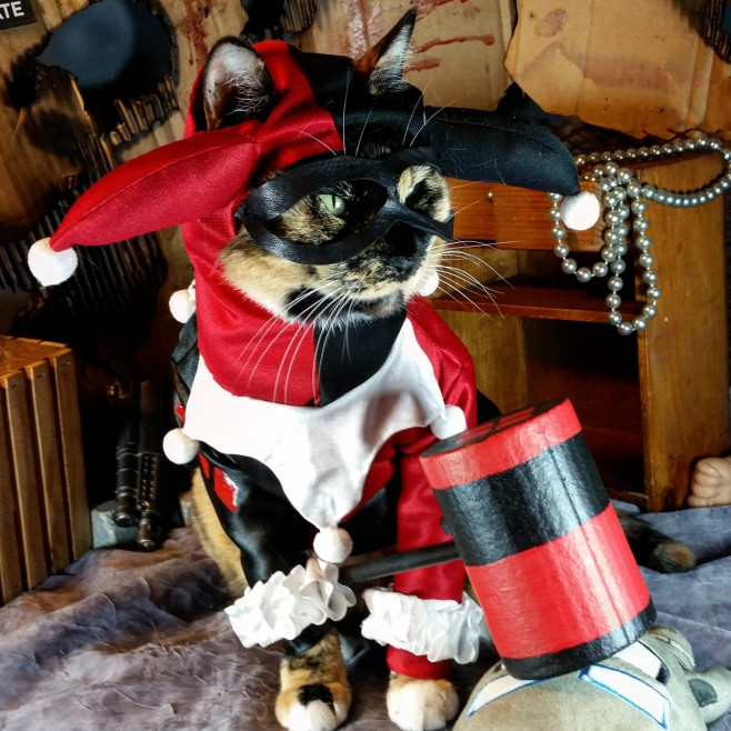 CATS IN COSPLAY