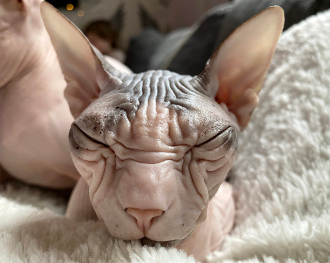 SPHYNX ANGRY CAT