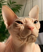 SPHYNX ANGRY CAT