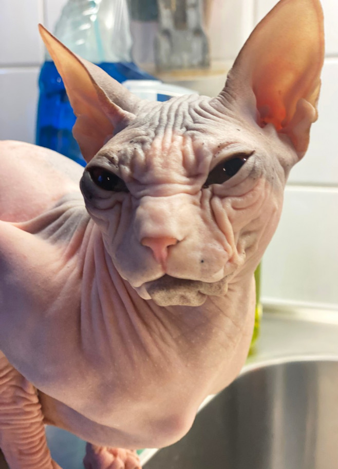 SPHYNX ANGRY CAT