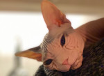 SPHYNX ANGRY CAT