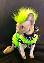 PUNK CAT