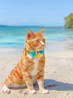 MAJESTIC GINGER CAT ADVENTURES