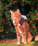 MAJESTIC GINGER CAT ADVENTURES