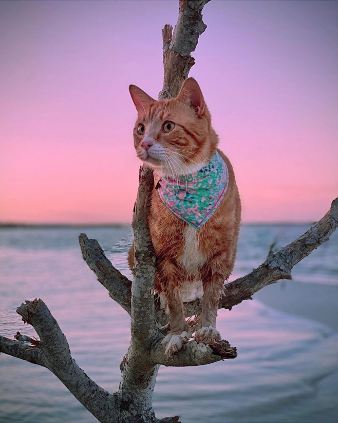 MAJESTIC GINGER CAT ADVENTURES