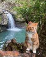 MAJESTIC GINGER CAT ADVENTURES