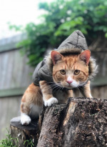 MAJESTIC GINGER CAT ADVENTURES