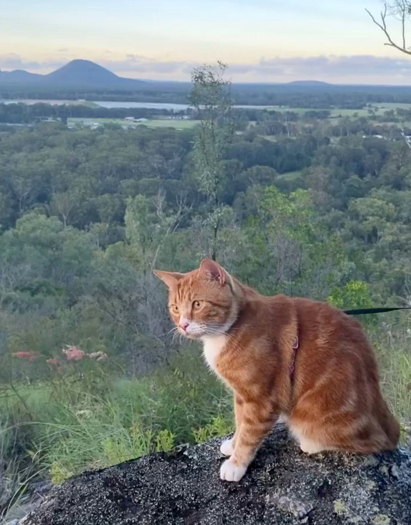 MAJESTIC GINGER CAT ADVENTURES