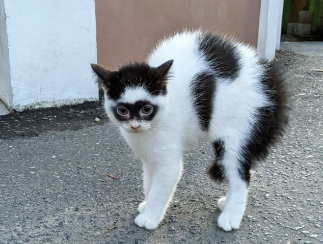 CAT LOOKS LIKE ZORRO