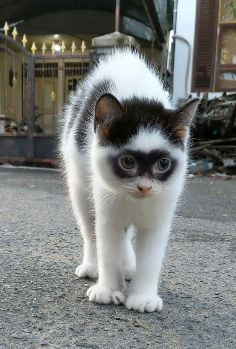 CAT LOOKS LIKE ZORRO