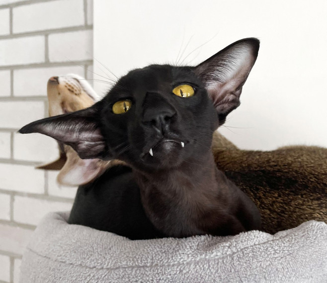 VAMPIRE CAT