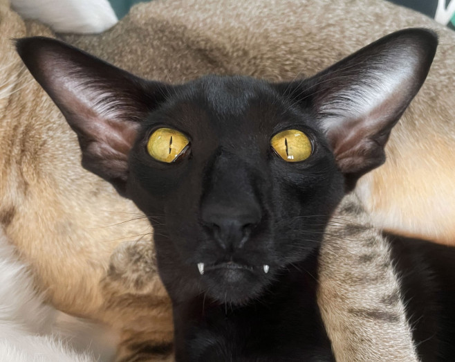 VAMPIRE CAT