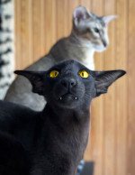 VAMPIRE CAT